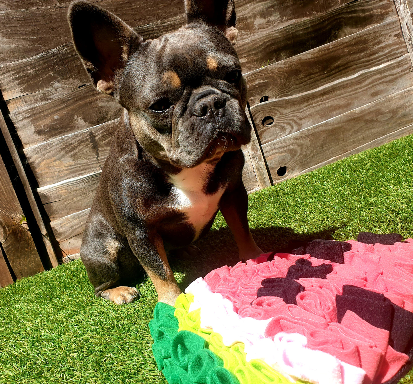 Snuffle Watermelon Sniff